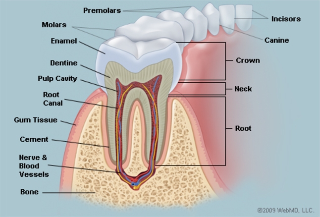 Structure Our Teeth