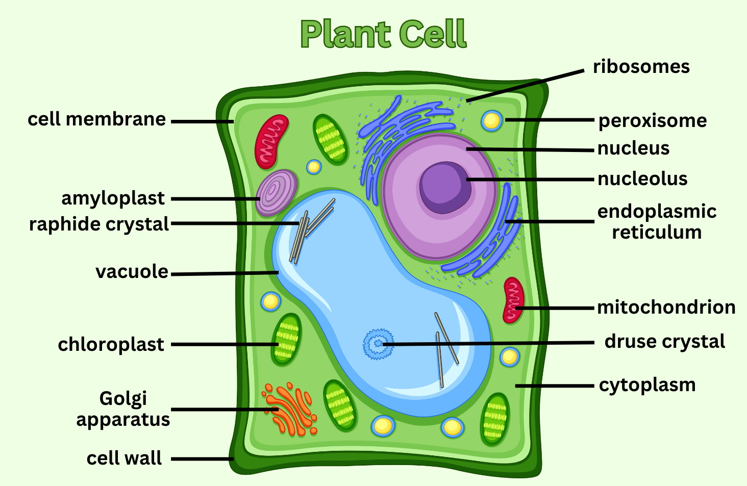 Plant cell